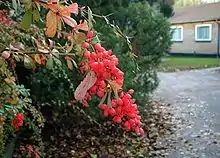 Berberis aggregata, fruits.