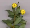 Berberis hybrid, flower detail (flowers 7 mm (0.28 in) diameter).