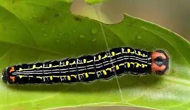 Larva