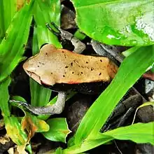 Malabar Frog