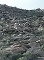 Peninsular bighorn sheep in Anza-Borrego Desert State Park