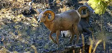 Bighorn sheep grazing on the island.