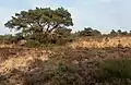 Veluwe near Velp, tree in the field at the Driesprong