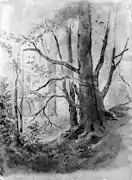 'View in the forest', undated; drawing on paper