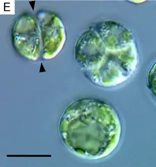 Binary and quaternary cell divisions of Lotharella globosa. Arrowheads indicate the parental cell wall.Scale bar = 10µm