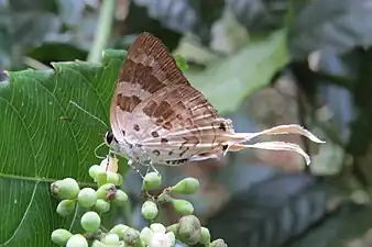 Ventral view