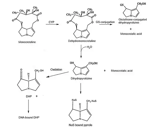 Biotransformation route of monocrotaline in rats.