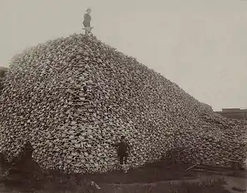 1870s photo of American bison skulls. By 1890, overhunting had reduced the population to 750.