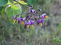 Flowers, Ottawa, Ontario