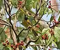 Black-crested bulbul feeding on the red kamala at Jayanti, India