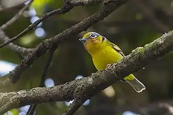 Pteruthius melanotis melanotis from Fambong Lho Wildlife Sanctuary, Sikkim, India