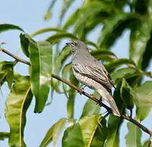 Female in Kinnerasani Wildlife Sanctuary, Andhra Pradesh, India.