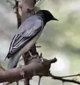 Male at  Sindhrot in  Vadodara district of Gujarat, India.