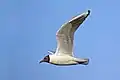 At Farmoor Reservoir, Oxfordshire