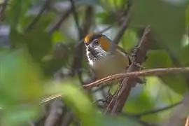 Paradoxornis nipalensis humii from Pangolakha Wildlife Sanctuary in Sikkim