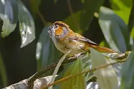 Paradoxornis nipalensis humii from Neora Valley National Park in West Bengal