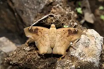 Dorsal view (dry-season form)