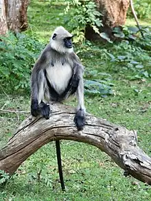 Gray monkey