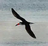 Black skimmer(Rynchops niger)