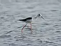 Black-winged stilt near Nagrota Surian