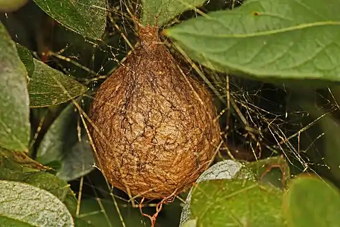 Egg sac