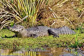 Black caiman