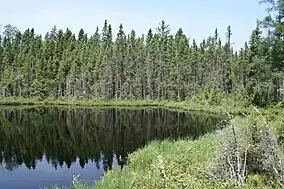 A photo of a lake and coniferous forests.