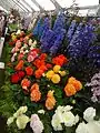 Begonias and Delphiniums from Blackmore & Langdon