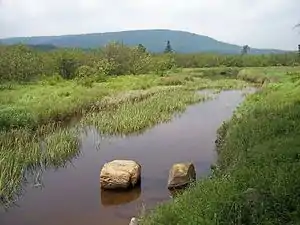 Upper reaches of the Blackwater River in the wetlands of Canaan Valley Resort State Park