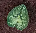 Leaf Cyclamen hederifolium.