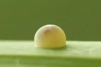 Egg