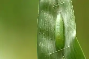 Pupa