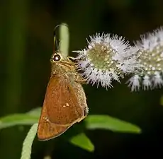 Ventral view