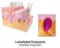 Illustration of Lamellated Corpuscle