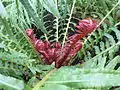 New red fronds emerging, Jardin des Plantes conservatory