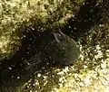 Blenny in Kona, Hawaii