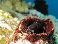 Blenny hiding in a hole near Gilli Lawa Laut, Indonesia