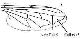 Blera humeralis wing veins