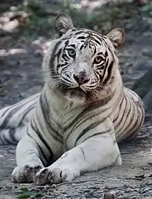 A white tiger at the Exotic Feline Rescue Center.