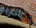 Blue-legged Centipede (Ethmostigmus trignopodus) close-up