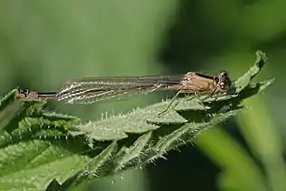 teneral female form rufescens