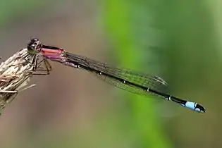 Female form rufescens