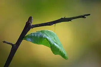 Pupa