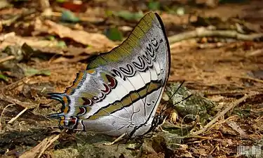 Ventral view