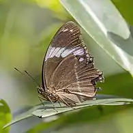 H. s. thomensis, São Tomé and Príncipe