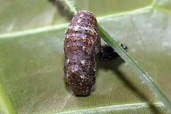 Pupa