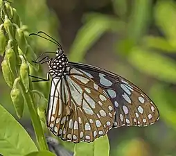 Ventral view