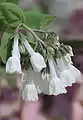 A white-flowered form