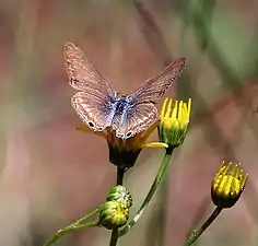 Dorsal view