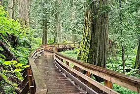 Ancient Forest/Chun T'oh Whudujut Provincial Park